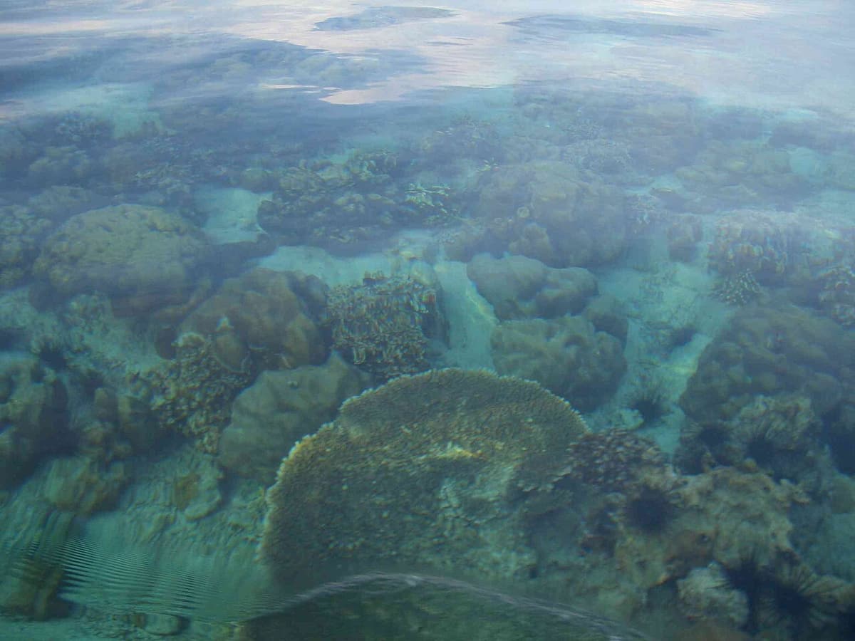 Hard and soft corals on a shallow Andaman Sea reef in southern Thailand