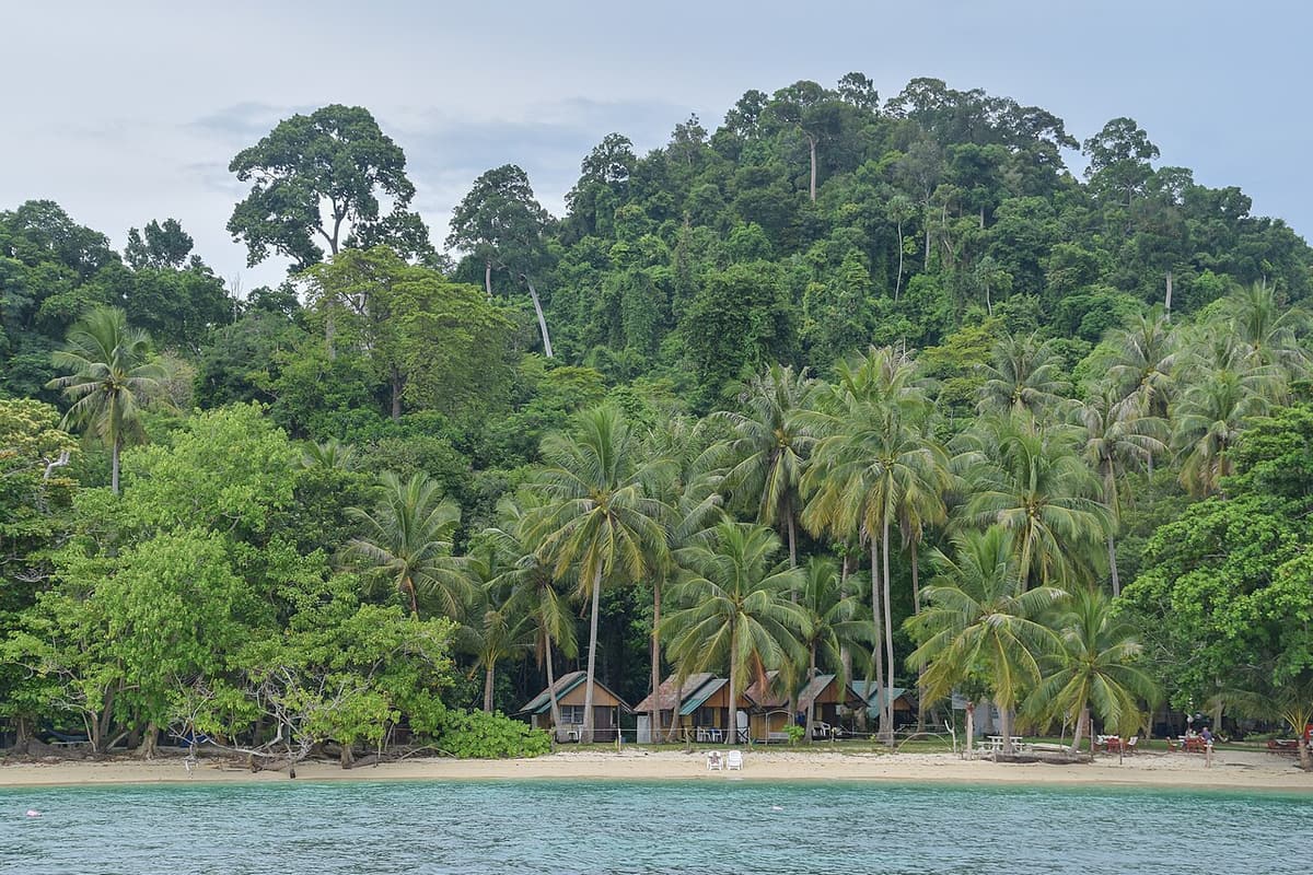Coconut palms and forest behind the beach on Koh Kradan