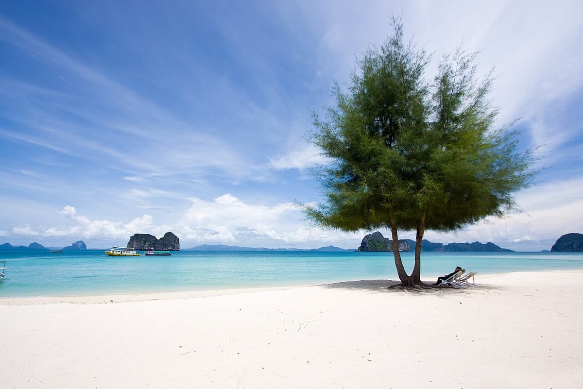 A lone casuarina tree on the white sand of Koh Ngai with karst islets offshore