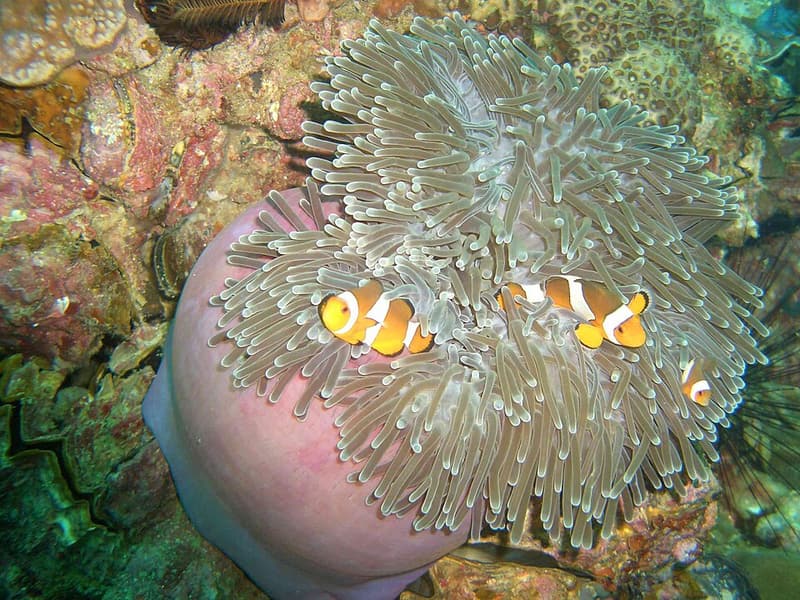 A clownfish among anemone tentacles on an Andaman Sea reef
